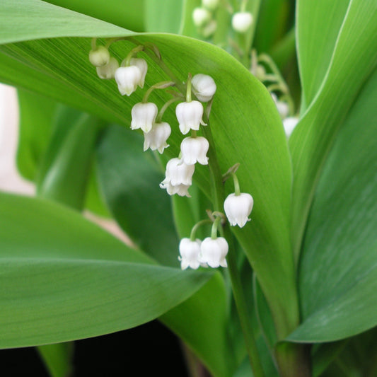 CONVALLARIA MAJALIS (MUGUET) 