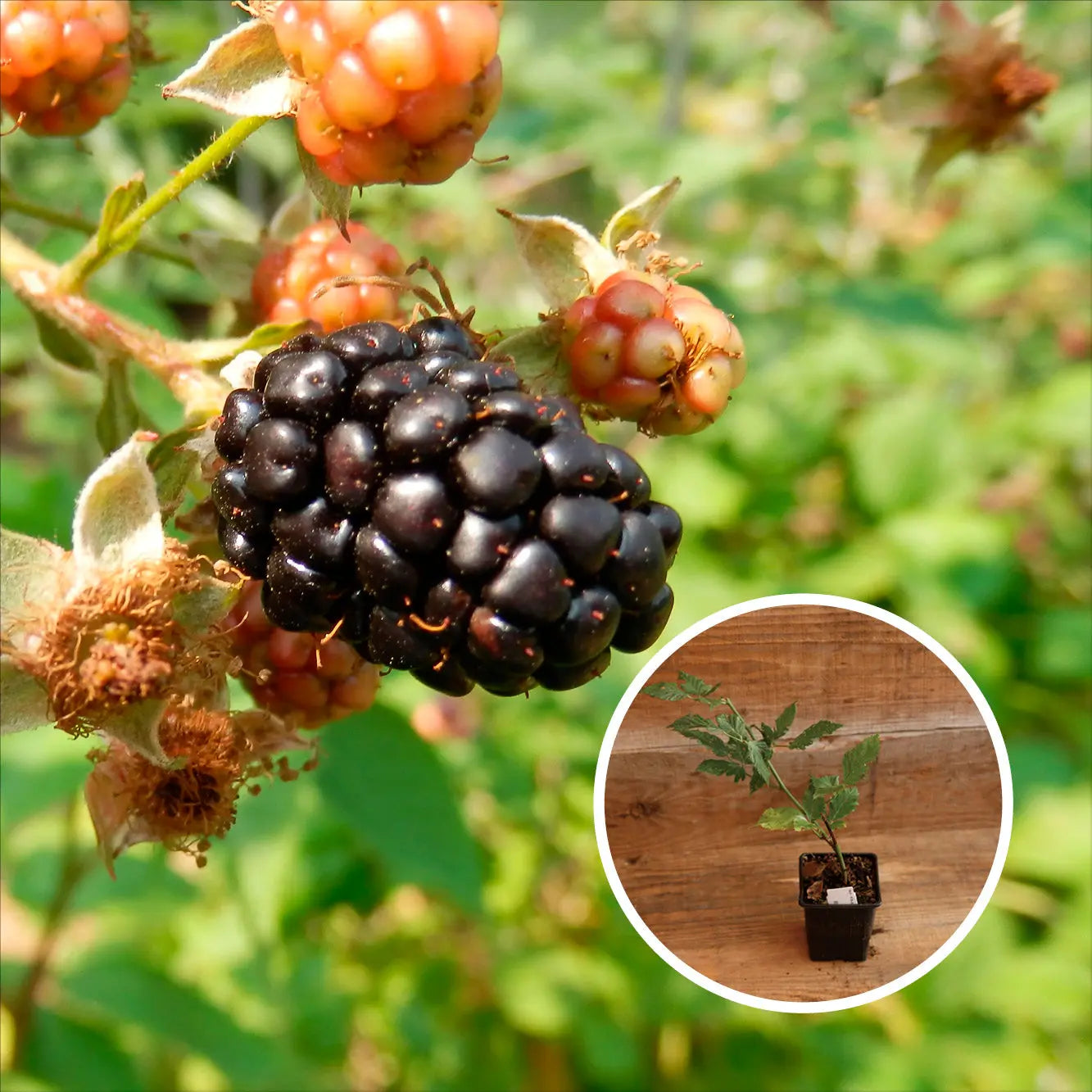 MÛRIER DARROW AB - PLANT 