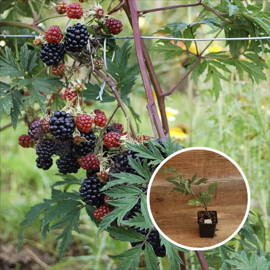 MÛRIER DARROW AB - PLANT 