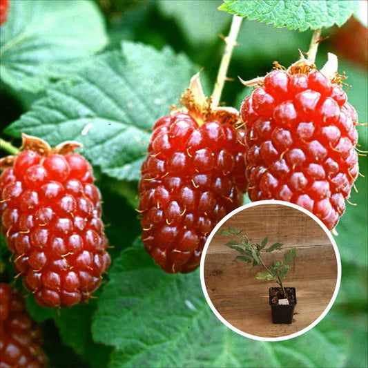MURIER TAYBERRY AB - PLANT 