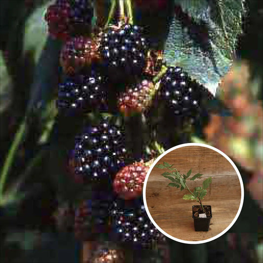 MURIER THORNLESS EVERGREEN AB - PLANT 