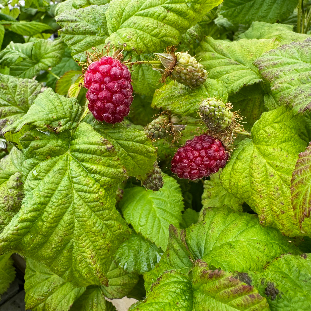 MÛRIER TAYBERRY AB - PLANT 