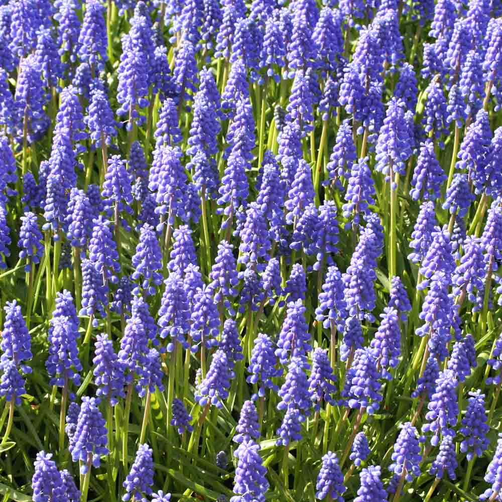 MUSCARI ARMENIACUM BIO 