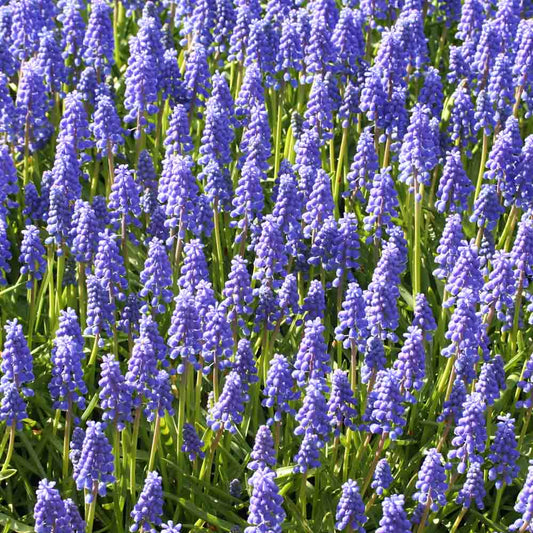 MUSCARI ARMENIACUM BIO 