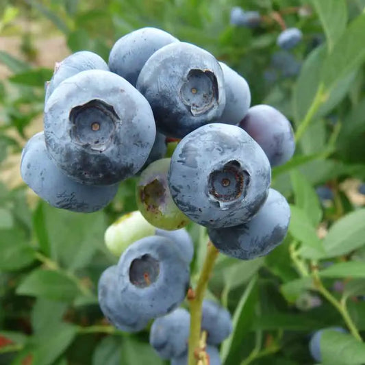 MYRTILLIER ARBUSTIF AB 