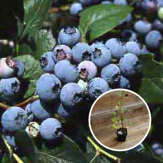 MYRTILLIER ARBUSTIF BERKELEY AB -  PLANT 
