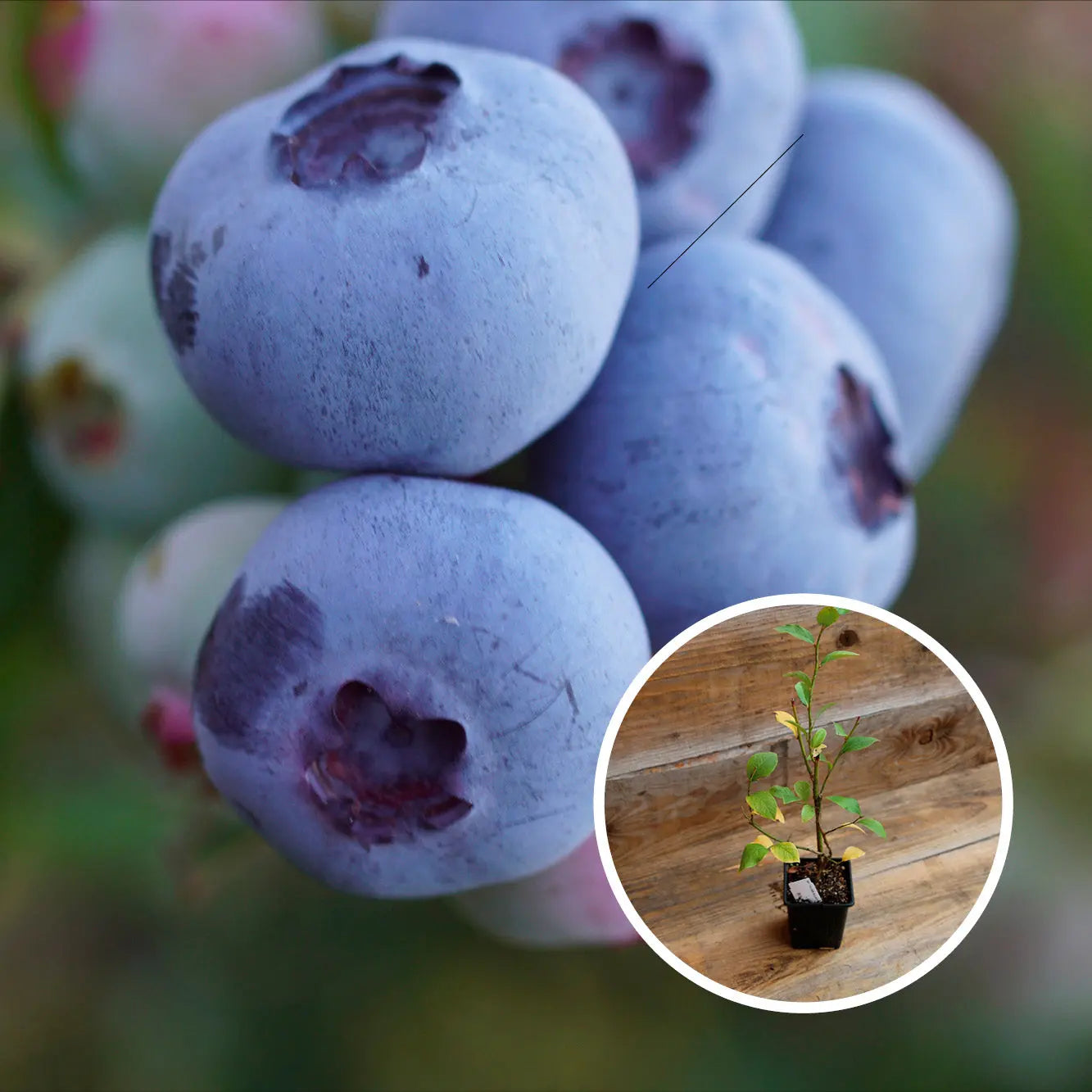 MYRTILLIER ARBUSTIF BRIGITTA AB - PLANT 