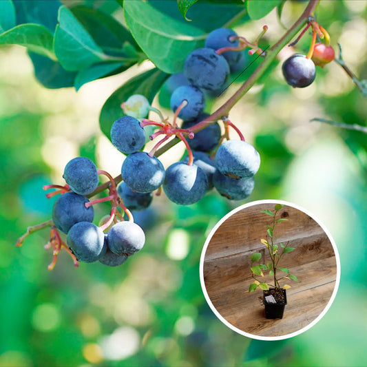 MYRTILLIER ARBUSTIF CENTURION AB - PLANT 