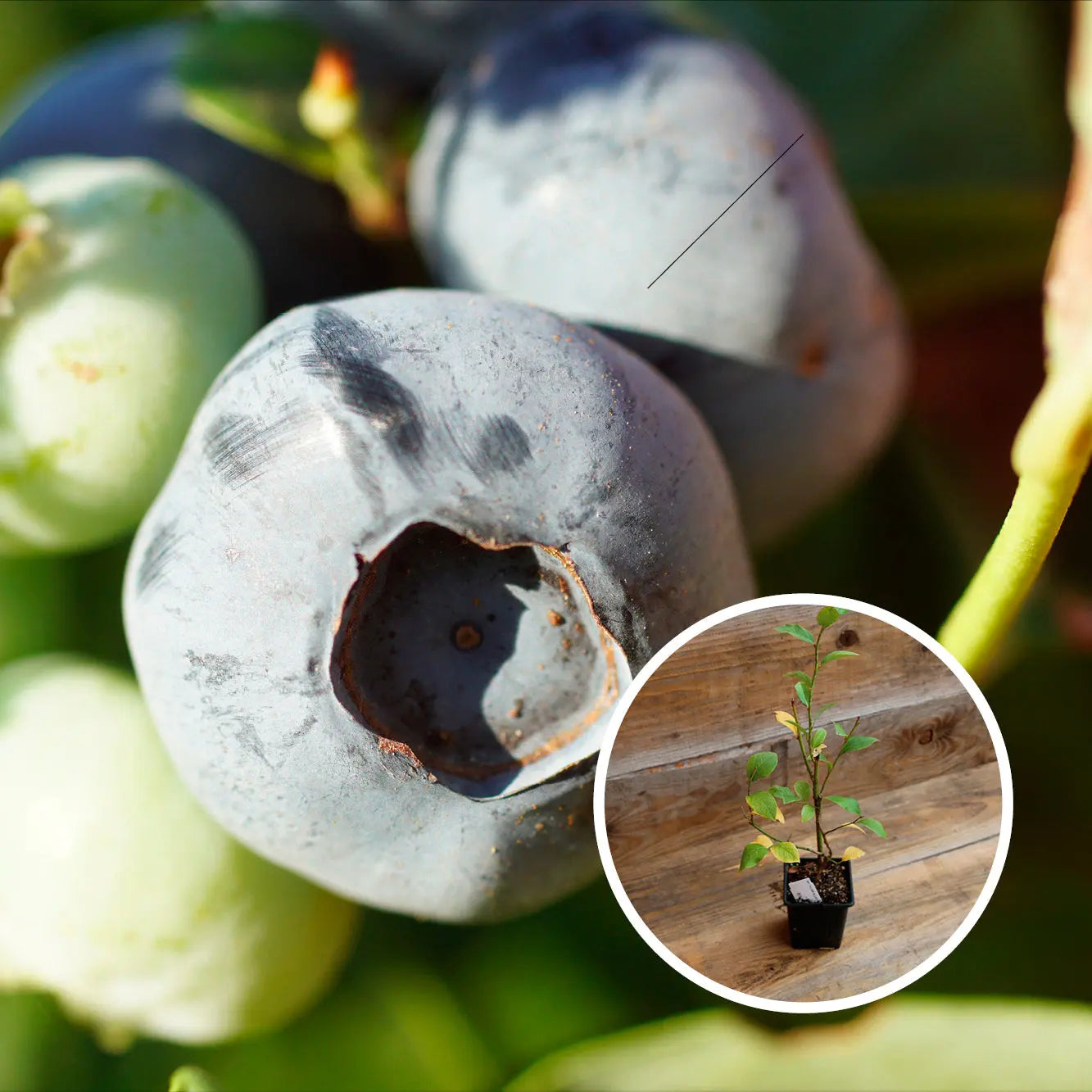 MYRTILLIER ARBUSTIF DARROW AB - PLANT 