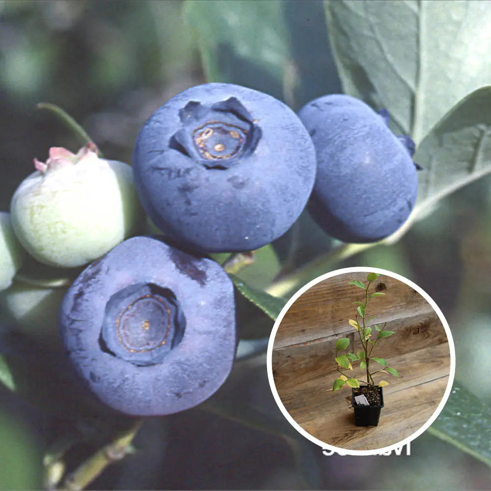 MYRTILLIER ARBUSTIF IVANHOE AB - PLANT 