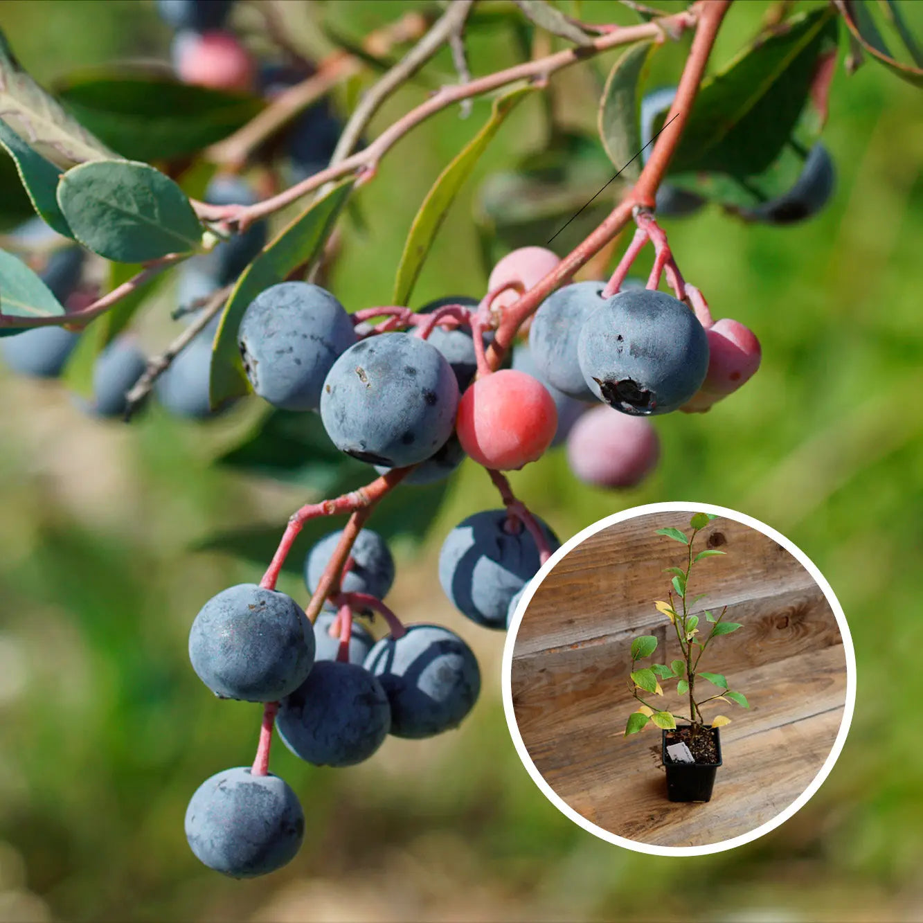 MYRTILLIER ARBUSTIF POWDERBLUE AB 