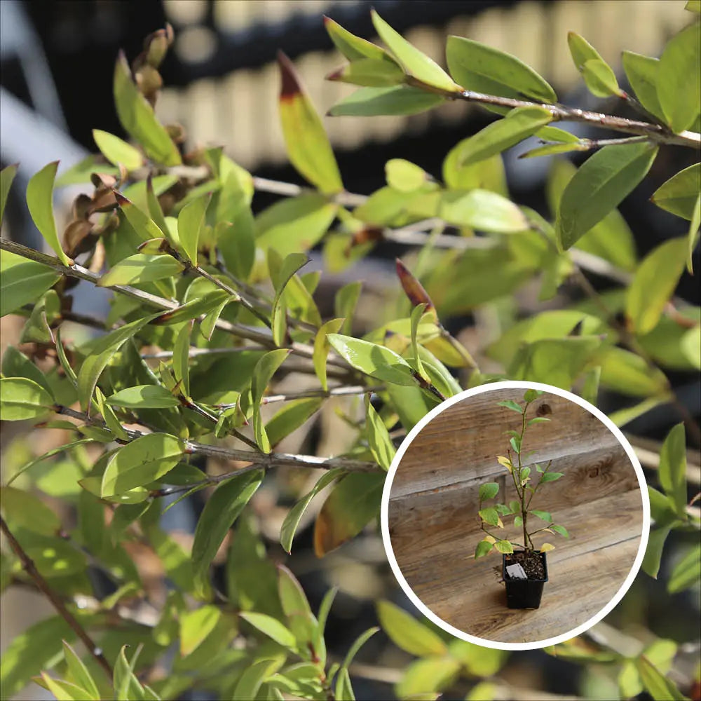MYRTILLIER ARBUSTIF TIFBLUE AB - PLANT 
