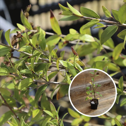 MYRTILLIER ARBUSTIF TIFBLUE AB - PLANT 