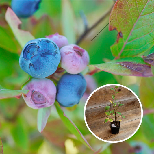 MYRTILLIER DARKELEY AB - PLANT 