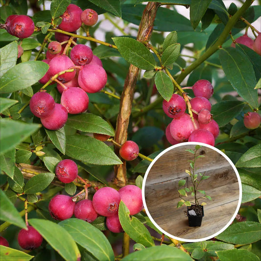MYRTILLIER PINK LEMONADE AB - PLANT 