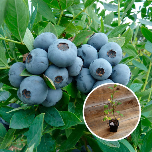 MYRTILLIER SUNSHINE BLUE AB - PLANT 