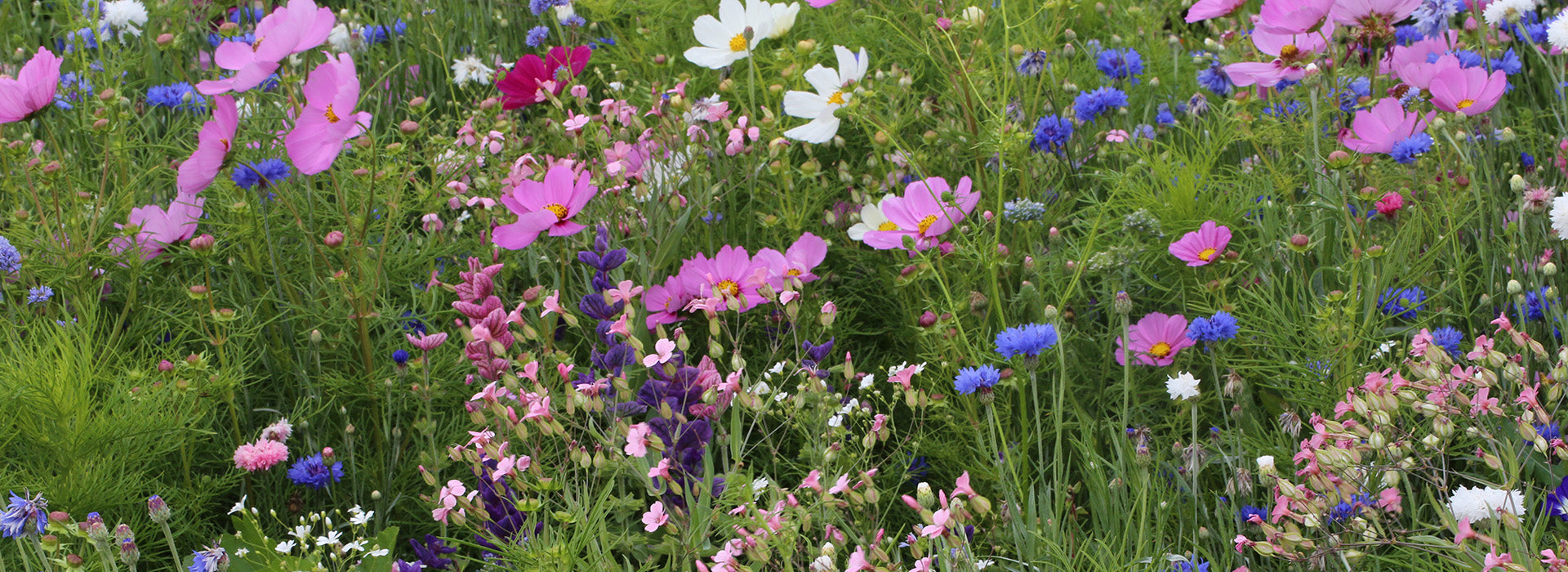 Profusion de fleurs