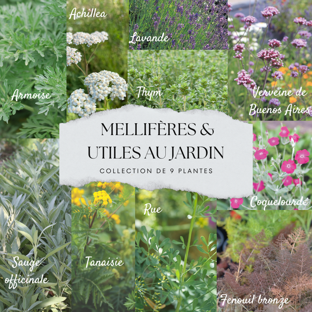 COLLECTION 9 PLANTS - MELLIFÈRES ET UTILES AU POTAGER 