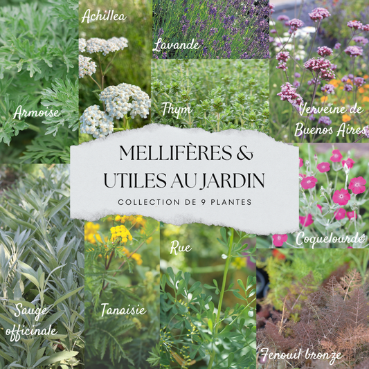 COLLECTION 9 PLANTS - MELLIFÈRES ET UTILES AU POTAGER 