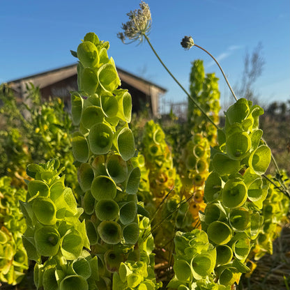 MOLUCELLE OU CLOCHETTE D'IRLANDE AB