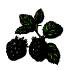 Mûriers