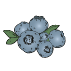 Plants de myrtilliers et myrthes