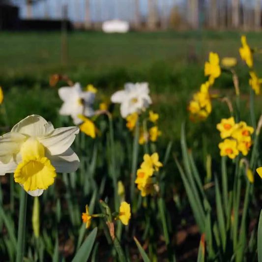 NARCISSE BOTANIQUE EN MÉLANGE 