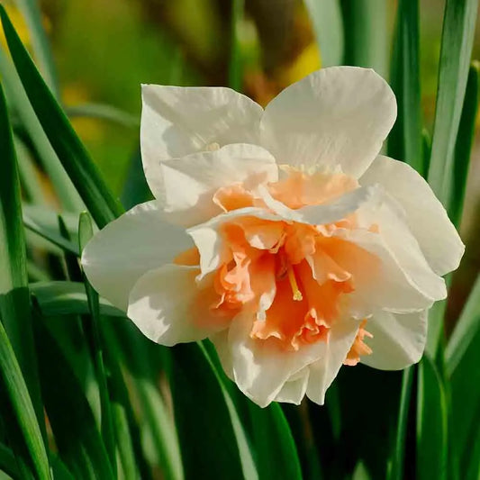 NARCISSE DOUBLE REPLETE BIO 