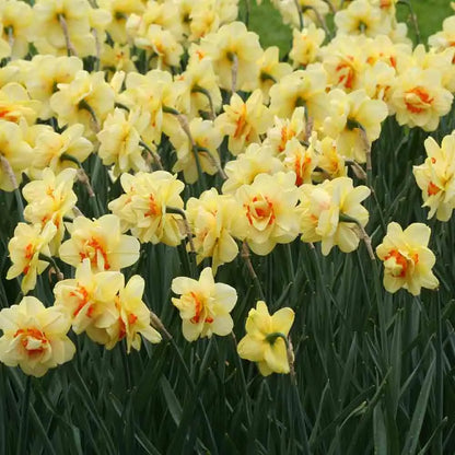 NARCISSE DOUBLE TAHITI 