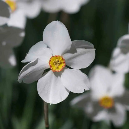 NARCISSE POETICUS ACTAEA 