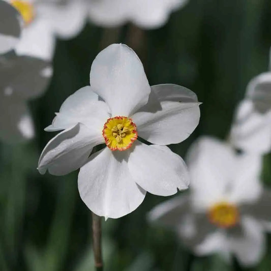 NARCISSE POETICUS ACTAEA 