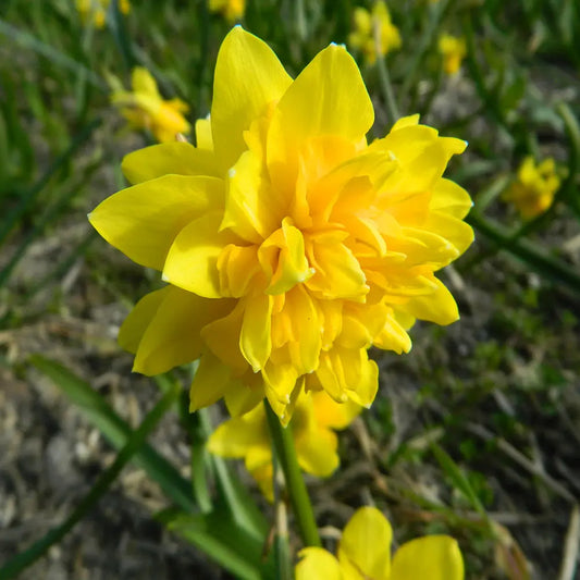 NARCISSE TÊTE ROSETTE AB 