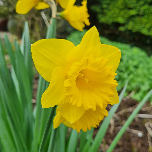NARCISSE STANDARD VALUE AB 