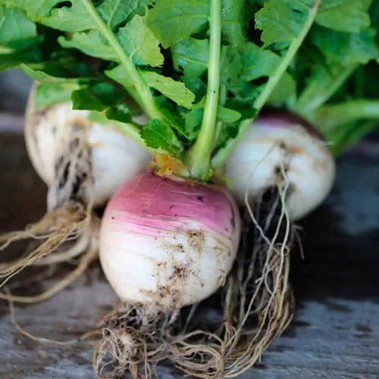 NAVET ZEFA TYPE ROUGE AB 