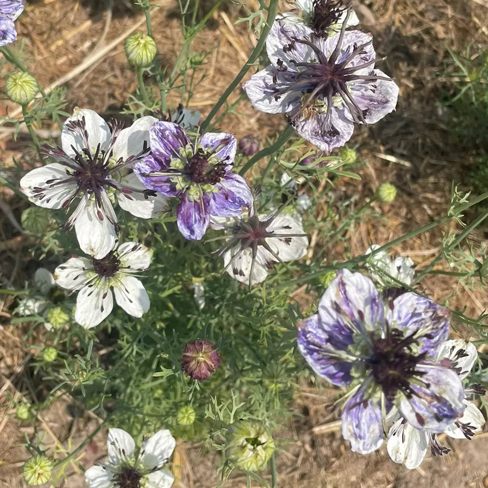 NIGELLE D'ESPAGNE DELFT BLUE AB 