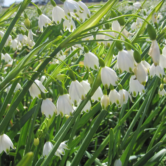 NIVEOLE D'ÉTÉ LEUCOJUM AESTIVUM 'GRAVETYE GIANT' AB 