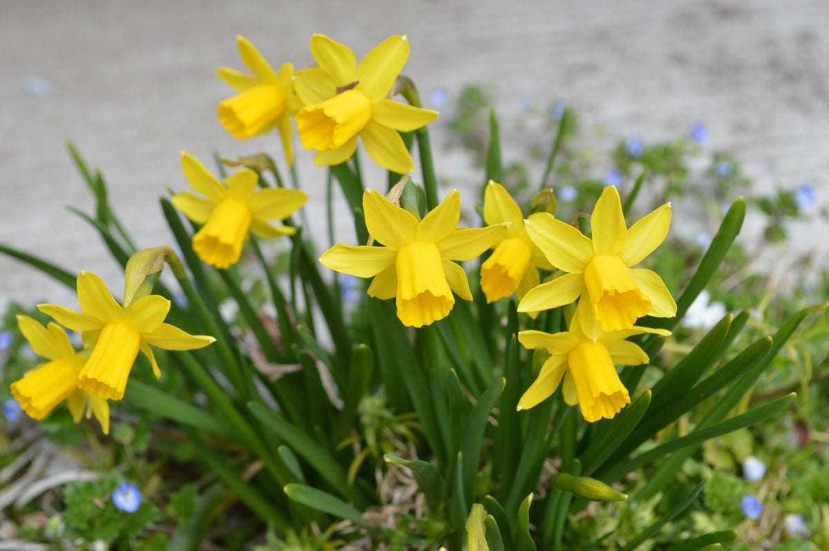 Profusion of flowers
