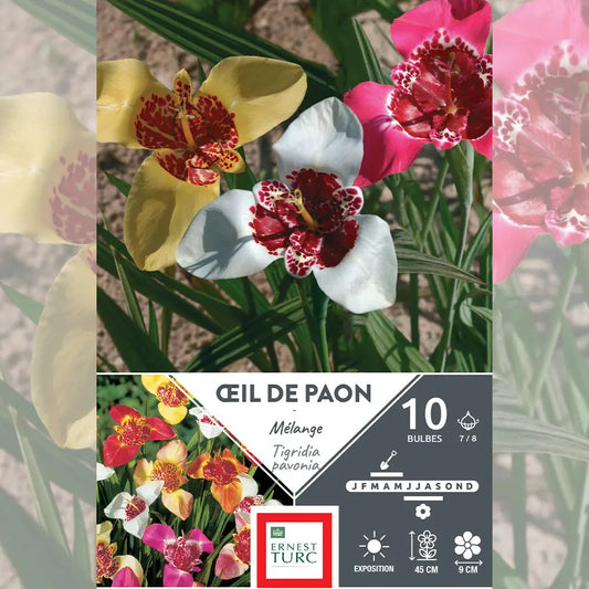 ŒIL DE PAON MÉLANGE (TIGRIDIA PAVONIA)