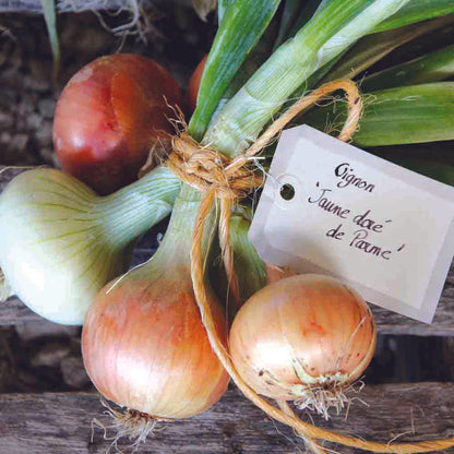 OIGNON DORATA DI PARMA AB 
