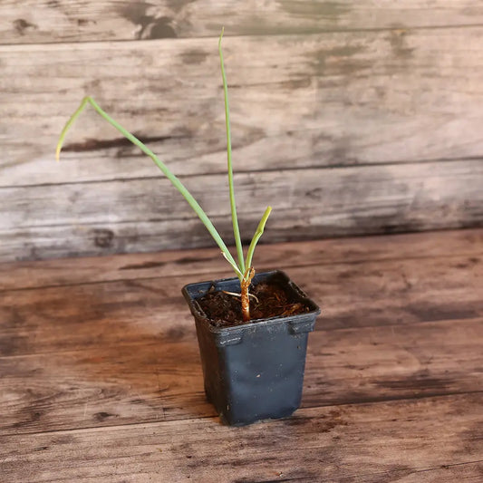 OIGNON PATATE AB - GODET 