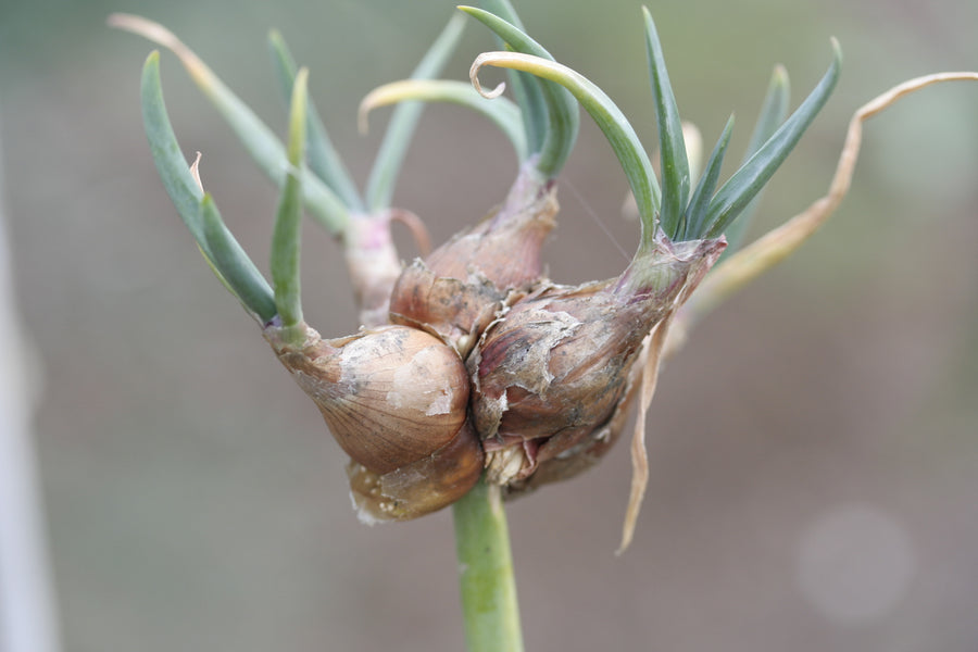 Les légumes perpétuels
