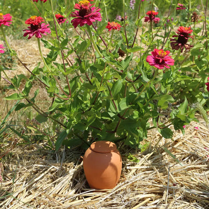 OLLA EN TERRE CUITE 