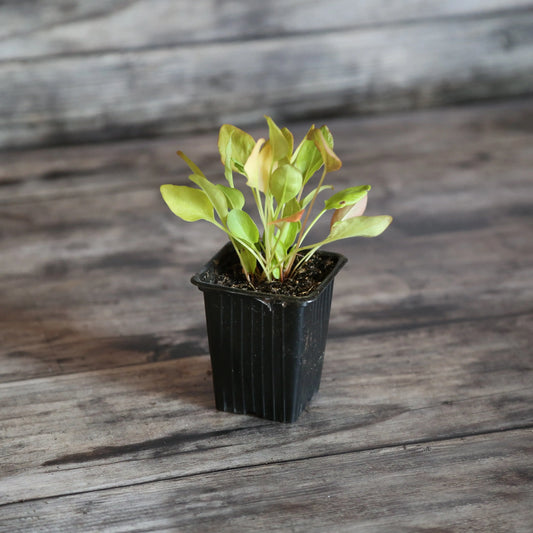 OSEILLE ACETOSA AB - PLANT 