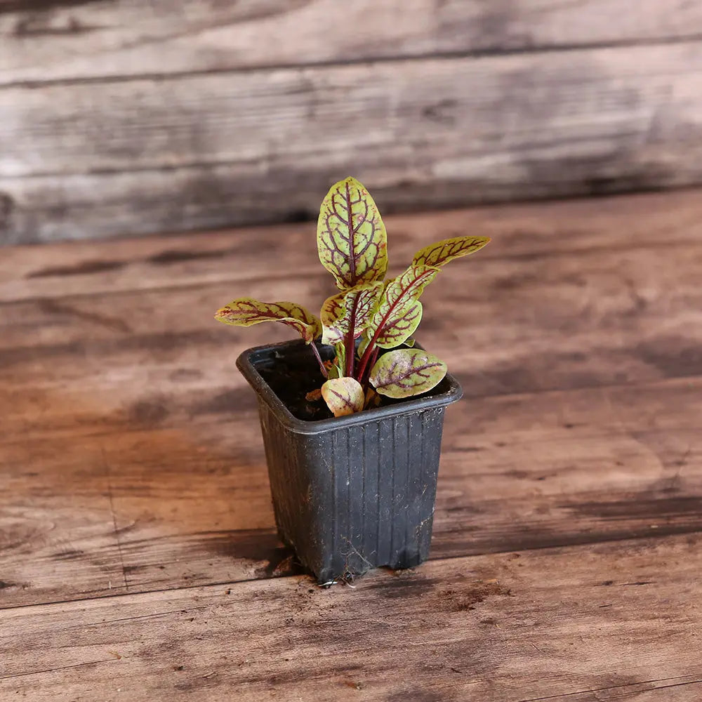 OSEILLE ACETOSA VEINEE ROUGE AB - PLANT 