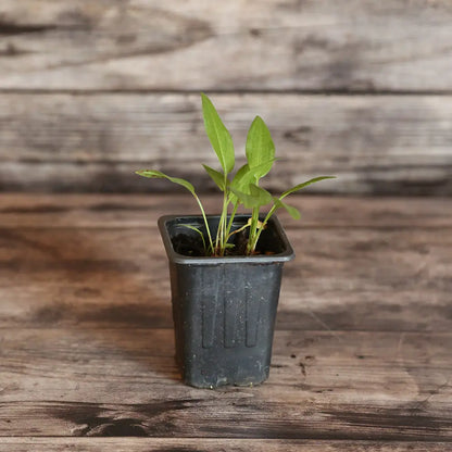 OSEILLE EPINARD RUMEX PATIENTA AB - PLANT 