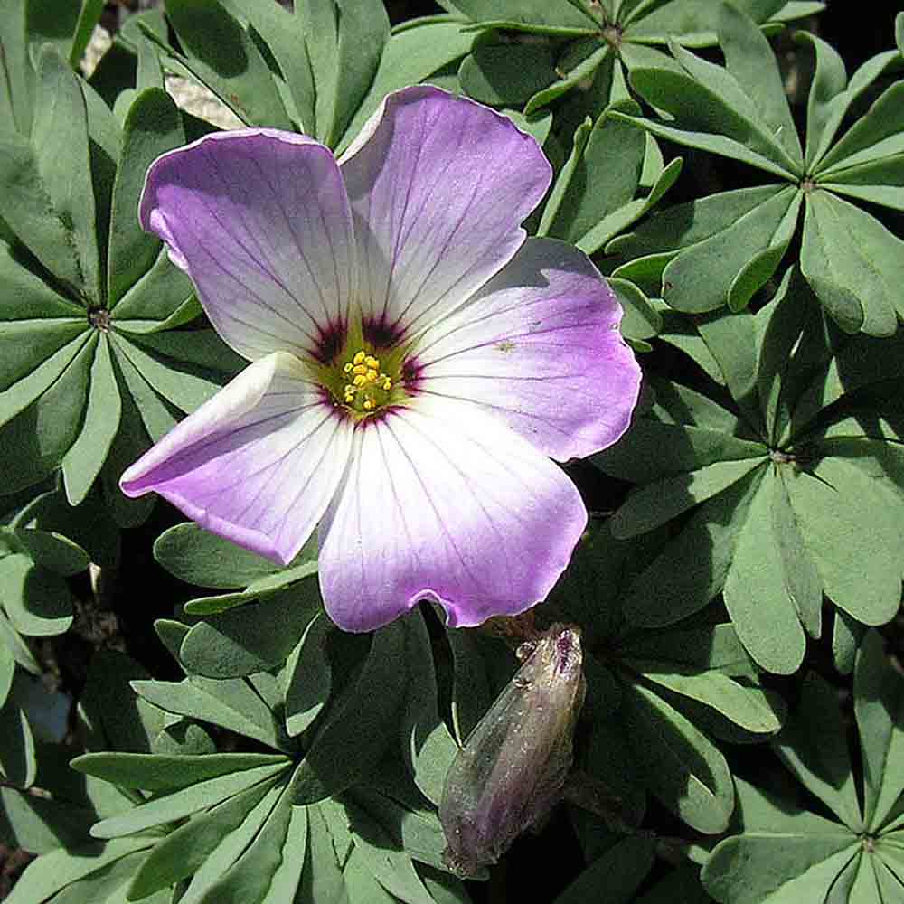 OXALIDE DU CHILI ( OXALIS ADENOPHYLLA ) 