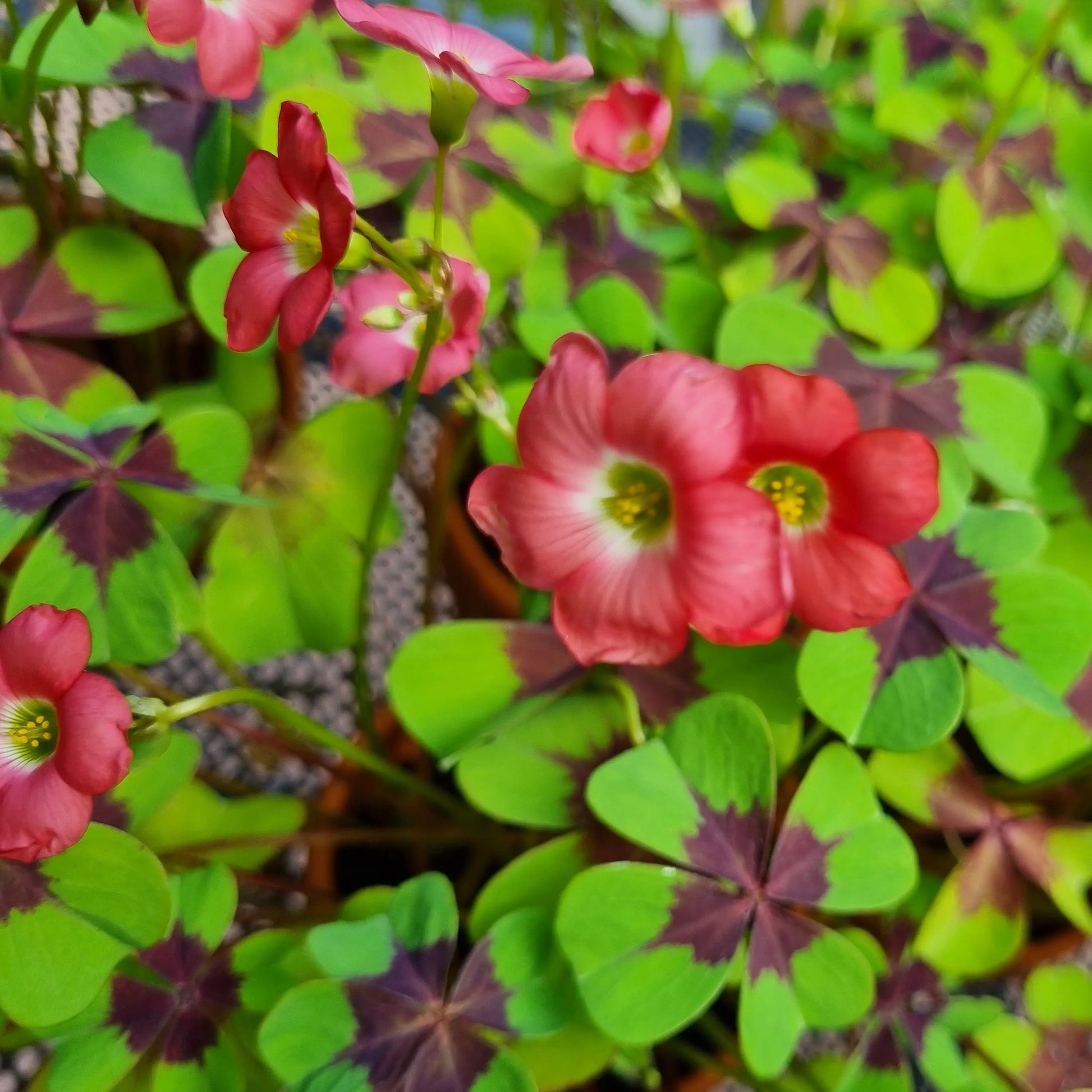 OXALIS IRON CROSS AB 