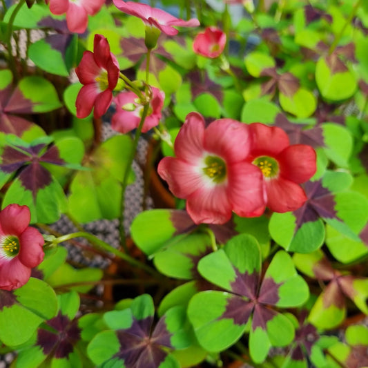 OXALIS IRON CROSS AB 