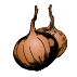 Bulbes d'oignons
