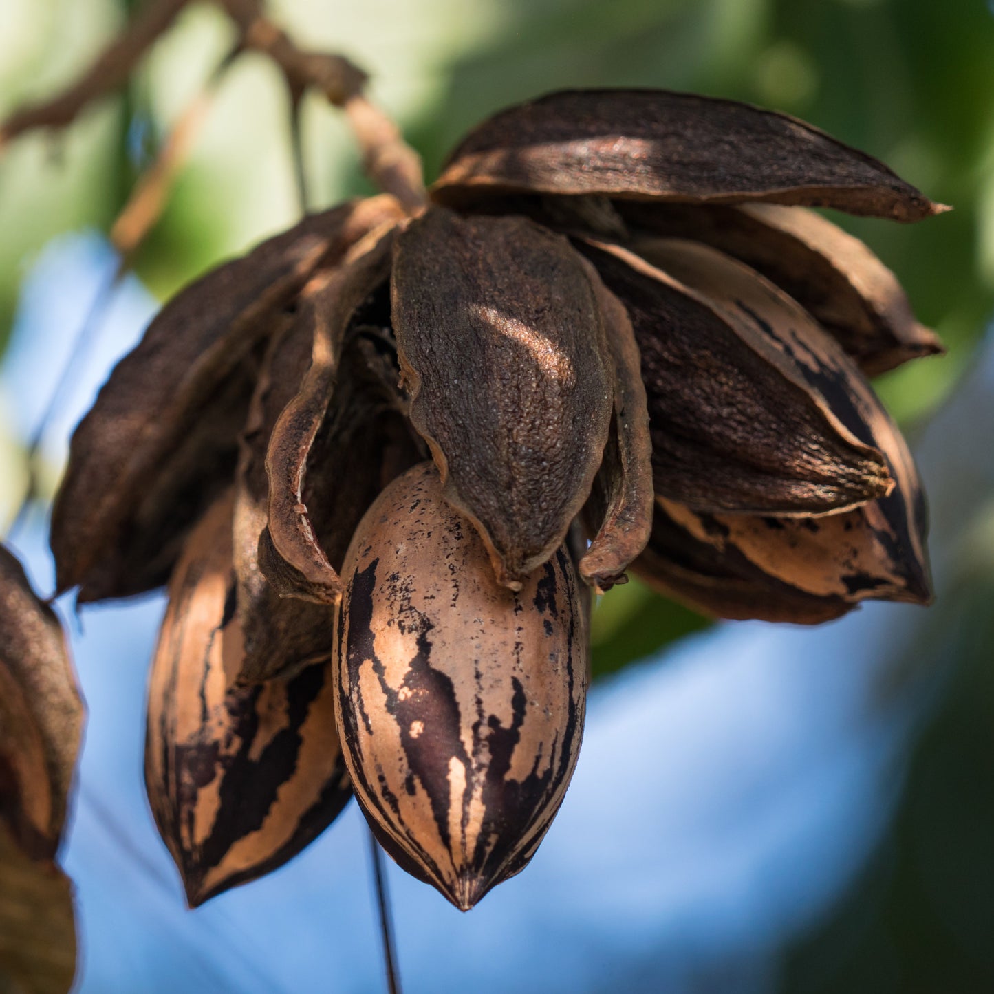 NOYER DE PÉCAN OU PACANIER AB 